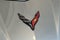 2023 Chevrolet Corvette Stingray Stingray Convertible 3LT
