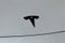 2024 Tesla Model Y Long Range AWD